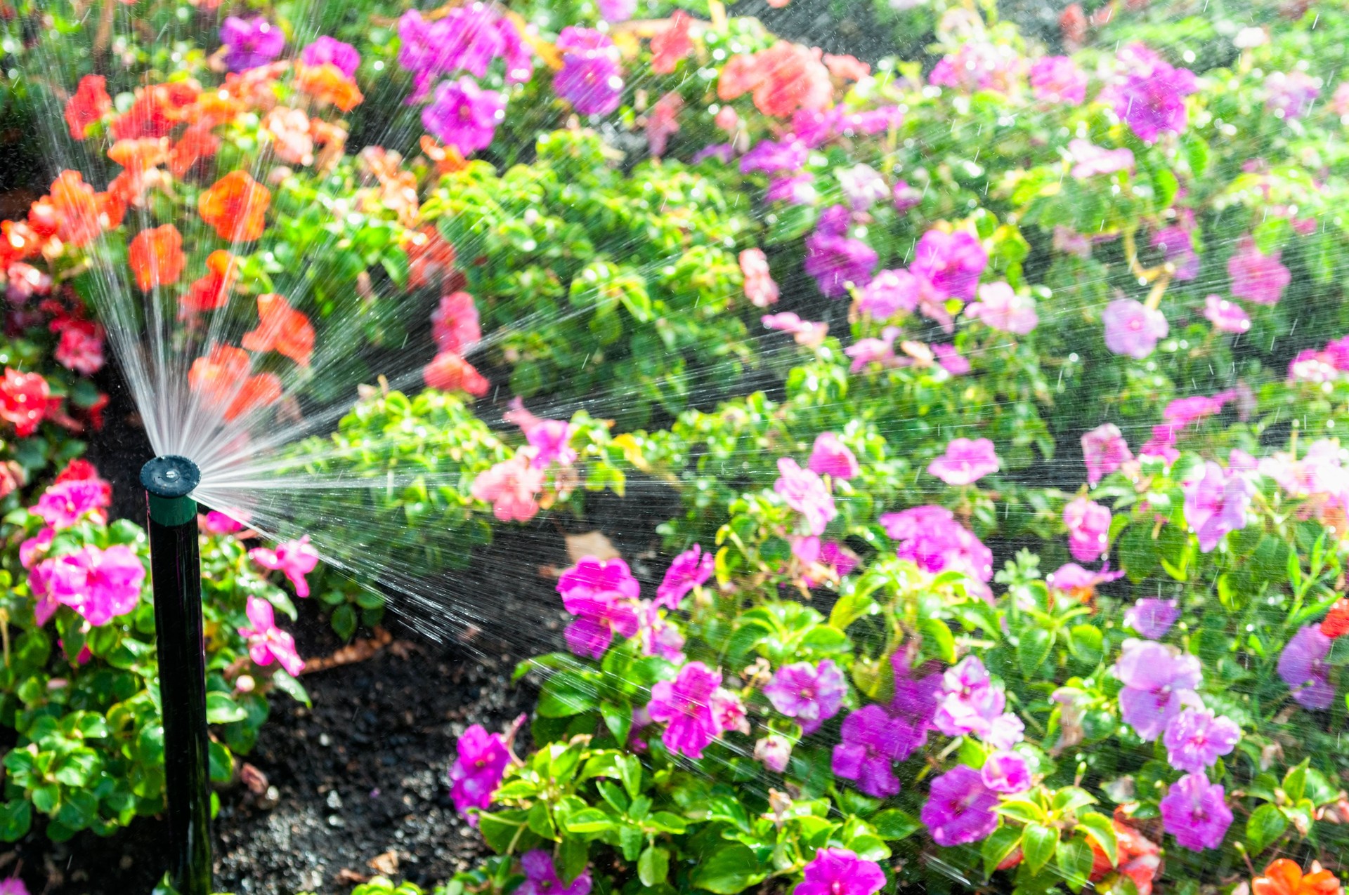 Automatic sprinkler for a flowerbed